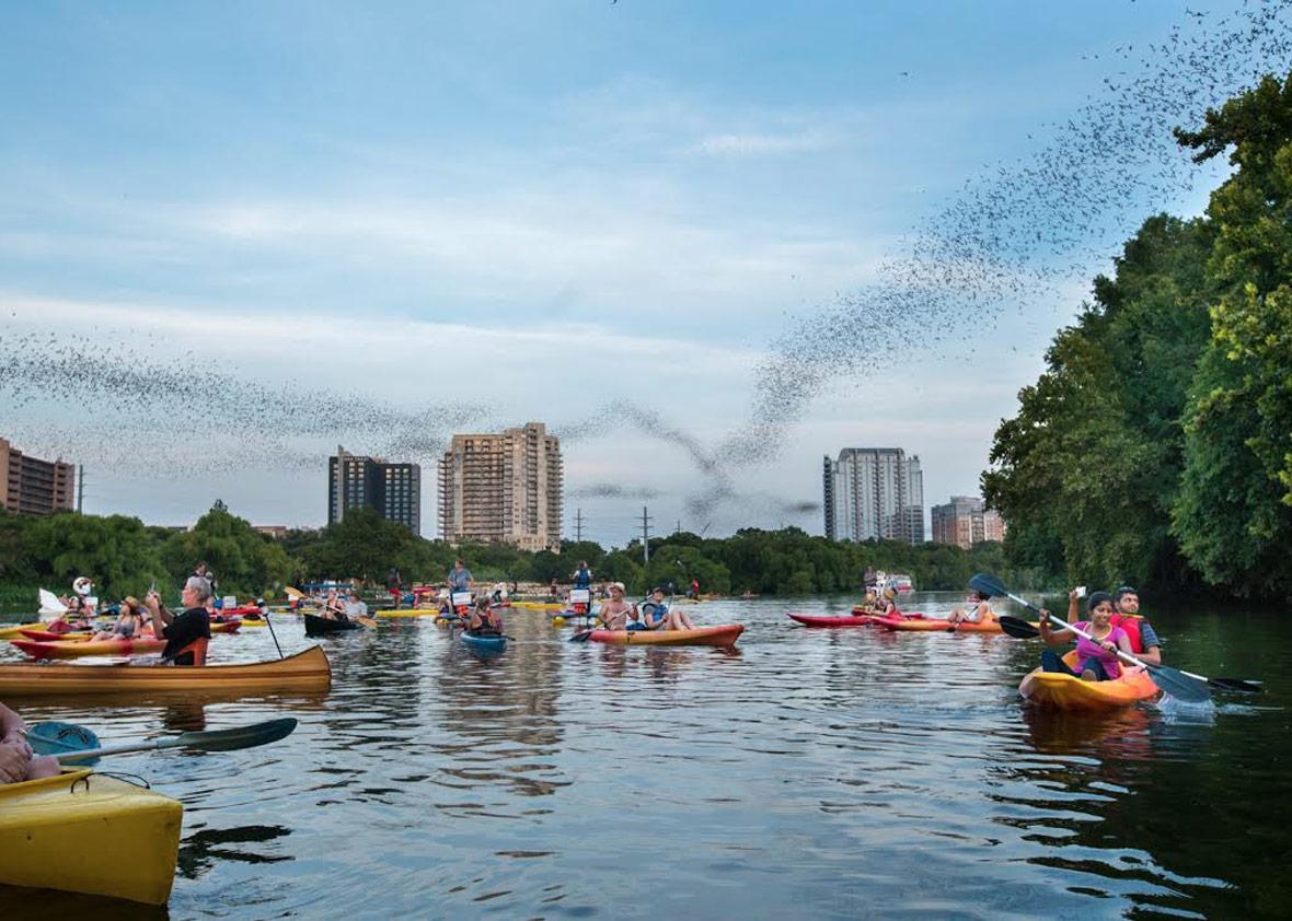 Millions of tourists have safely observed 1.5 million free-tailed bats close-up for more than 35 years as they emerge from beneath the Congress Avenue Bridge in Austin, Texas.