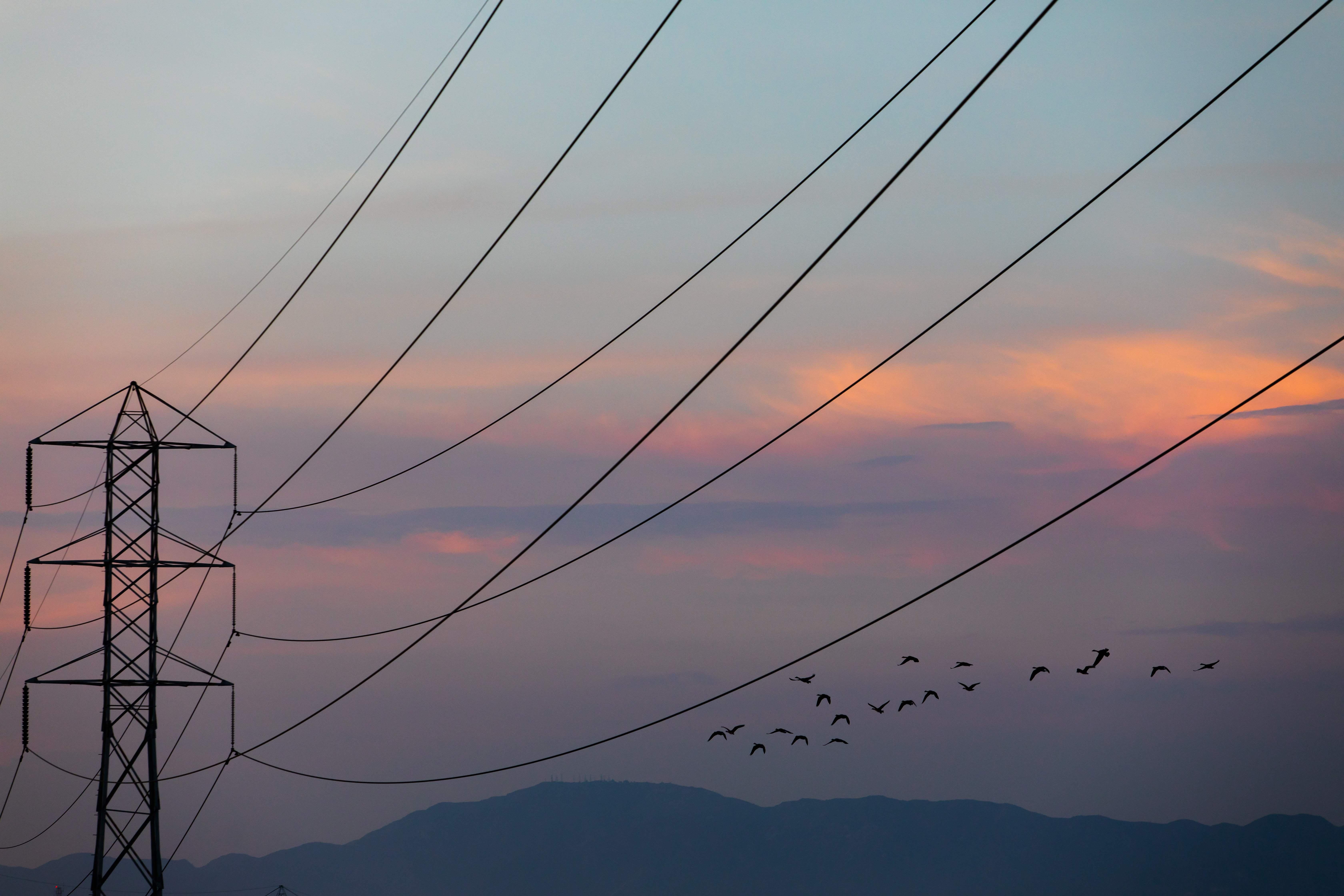 Birds fly near high tension lines during sunrise or sunset.