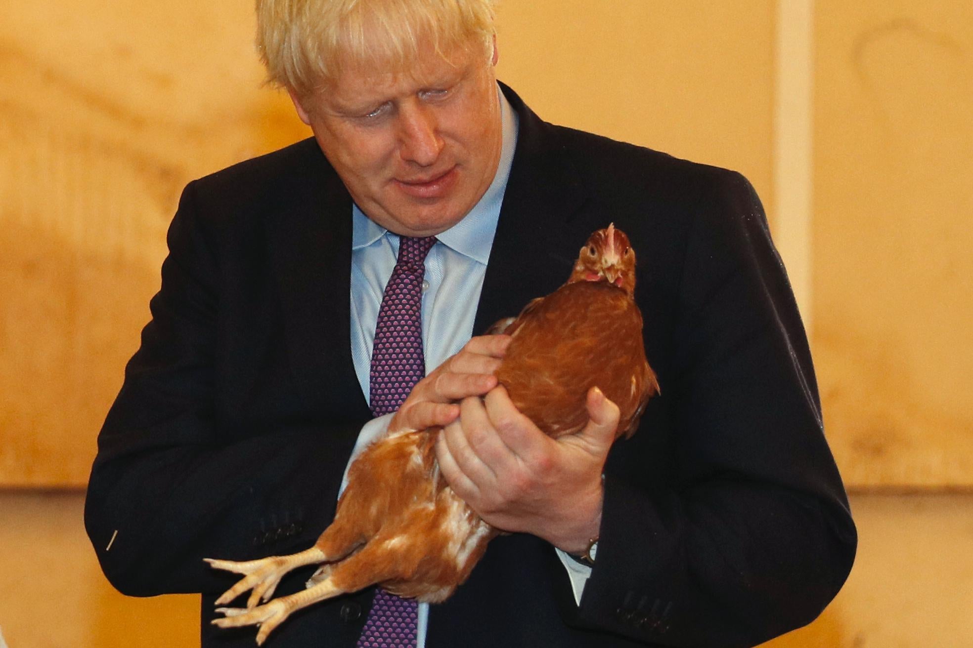 Boris Johnson holds a chicken and looks at it, appearing befuddled.