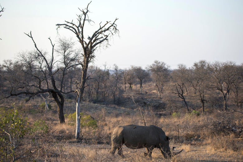 A white rhino is seen at the Kruger National Park on August 20, 2018.