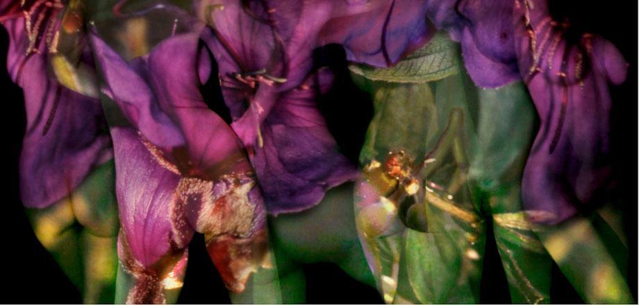 Jenny Okun. Purple Flower Nude.