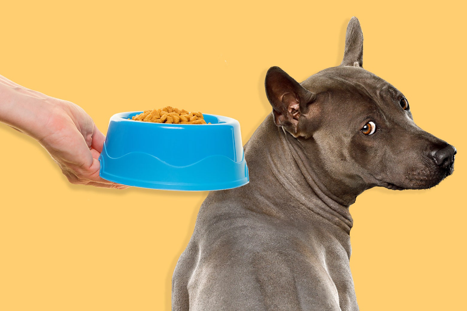 A dog turns its back on a bright bowl of food.