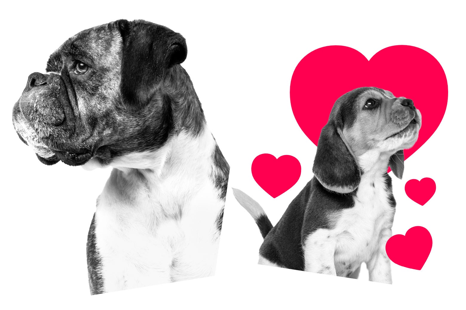 Two dogs facing away from each other. The puppy on the right is covered in hearts.