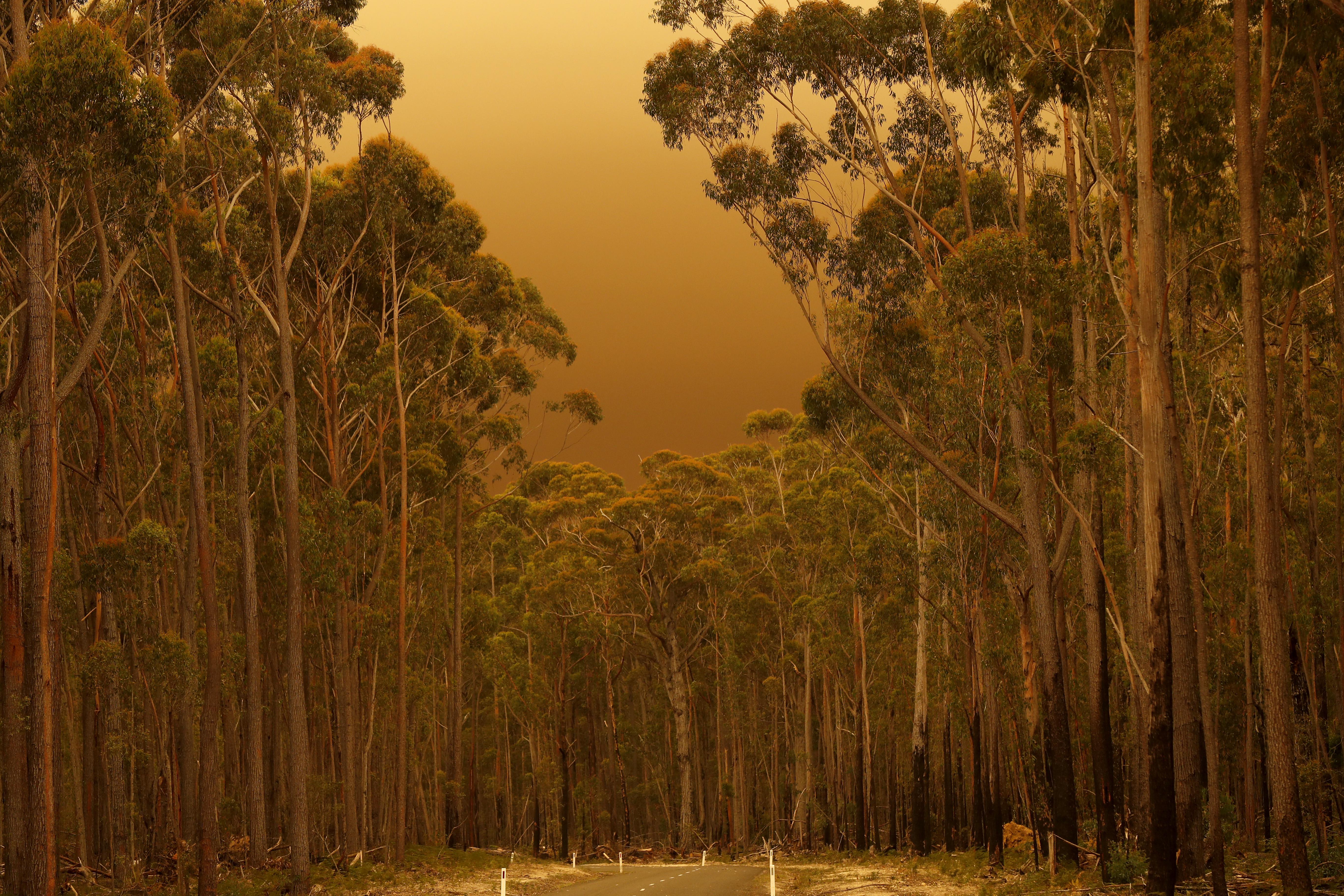 A road in a forested area is cast in a hazy light.