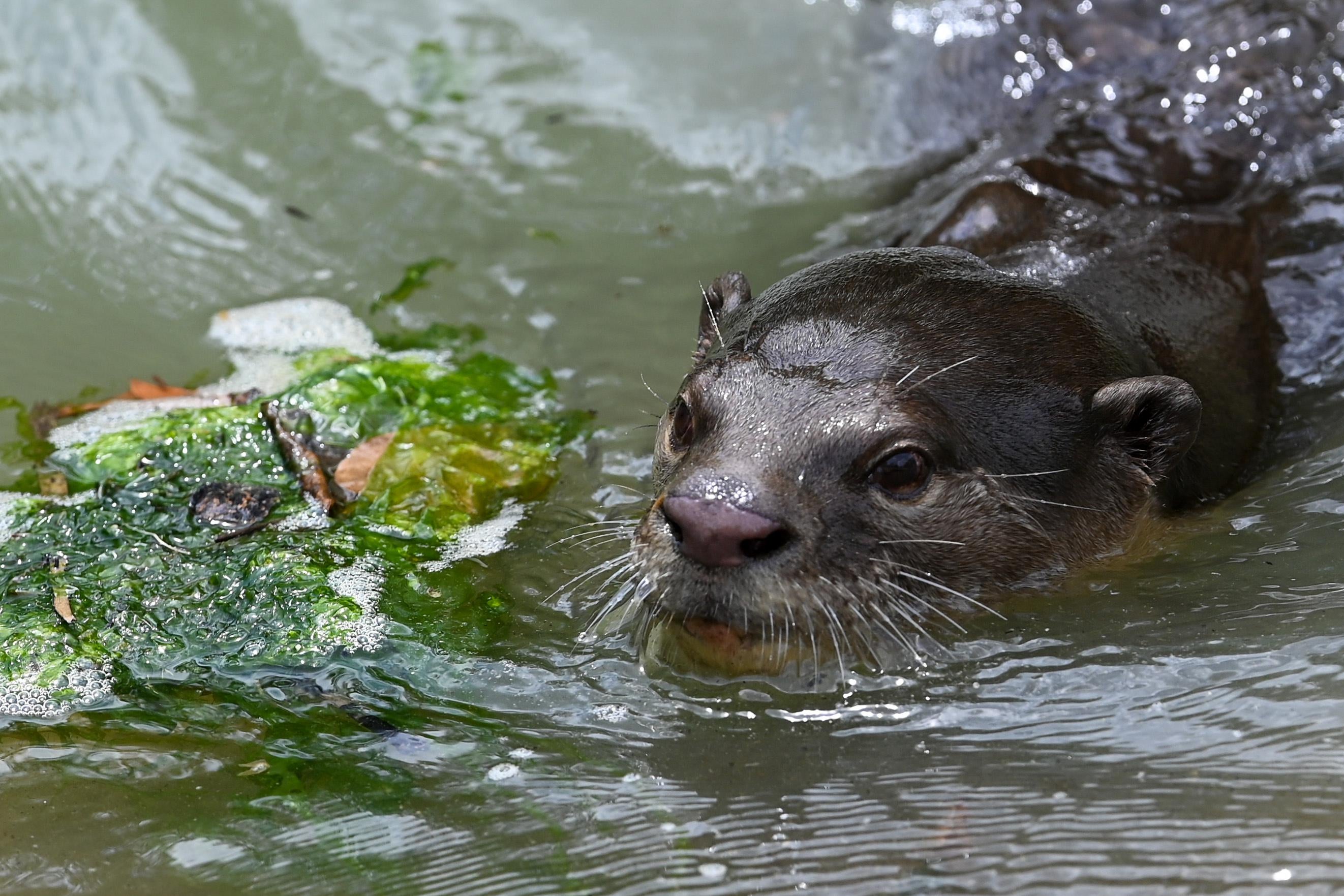 An otter swimming in a river