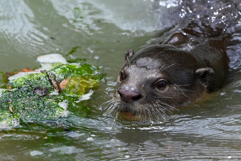 An otter swimming in a river