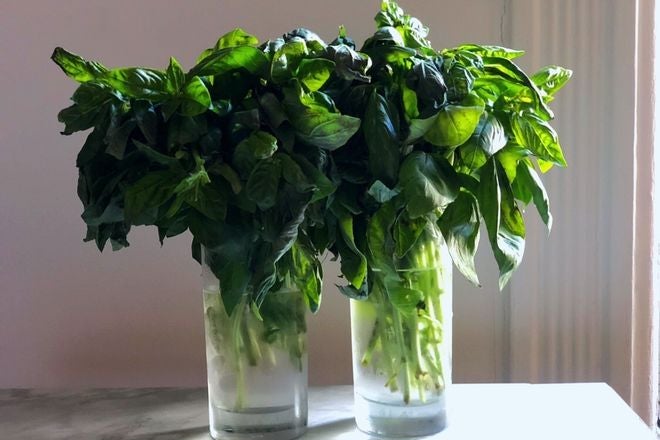 Two bunches of basil, the stems submerged in glasses of water while the leaves billow above.