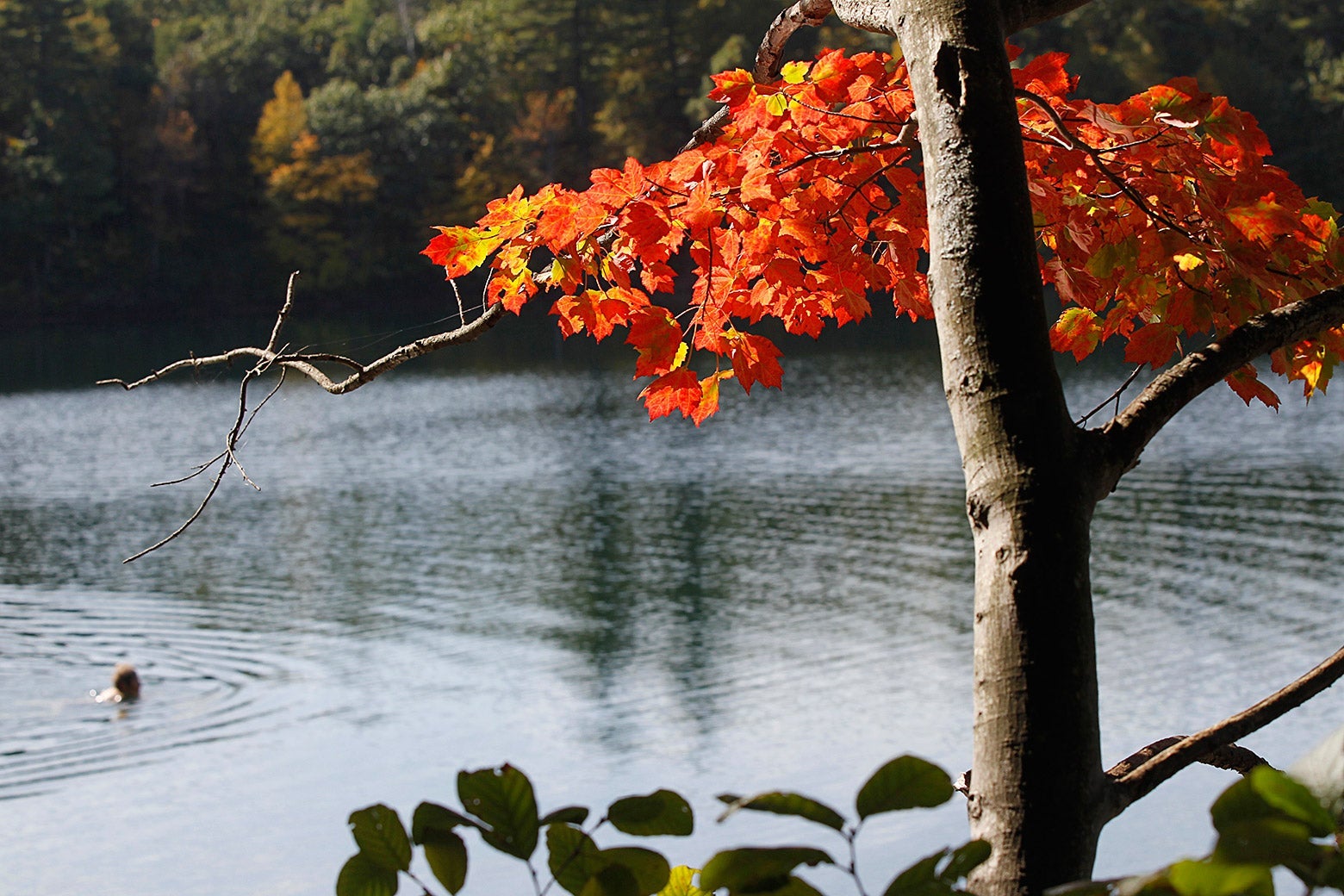 Thoreau, Walden, and solitude: What could the transcendentalists teach a Pakistani American woman?