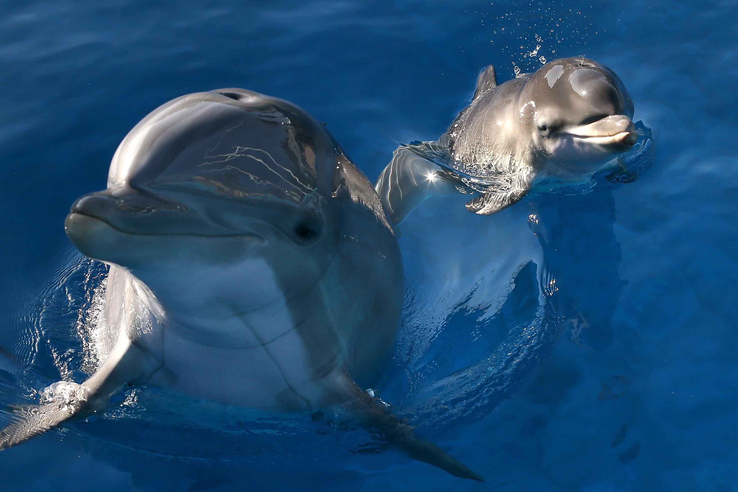 Two dolphins in the water