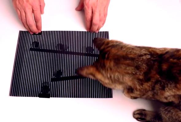 cat and opitcal illusion
