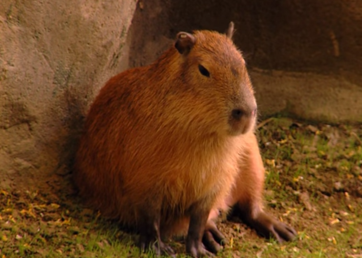 See this video of the capybara, the world’s largest rodent (VIDEO).