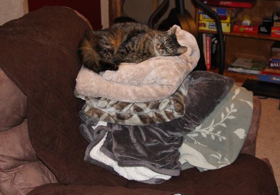 Cat sleeping on blankets