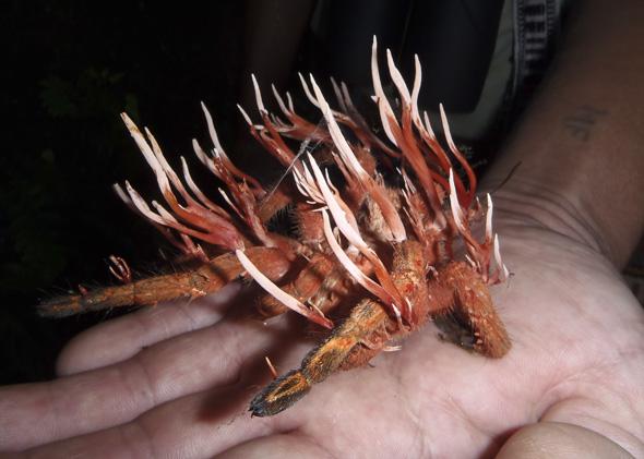 Cordyceps ignota infecting an unknown species of Tarantula.