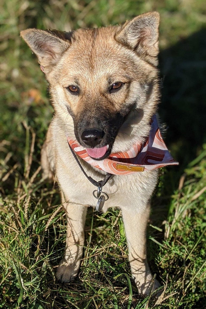Benjamin Frisch's Jindo mix