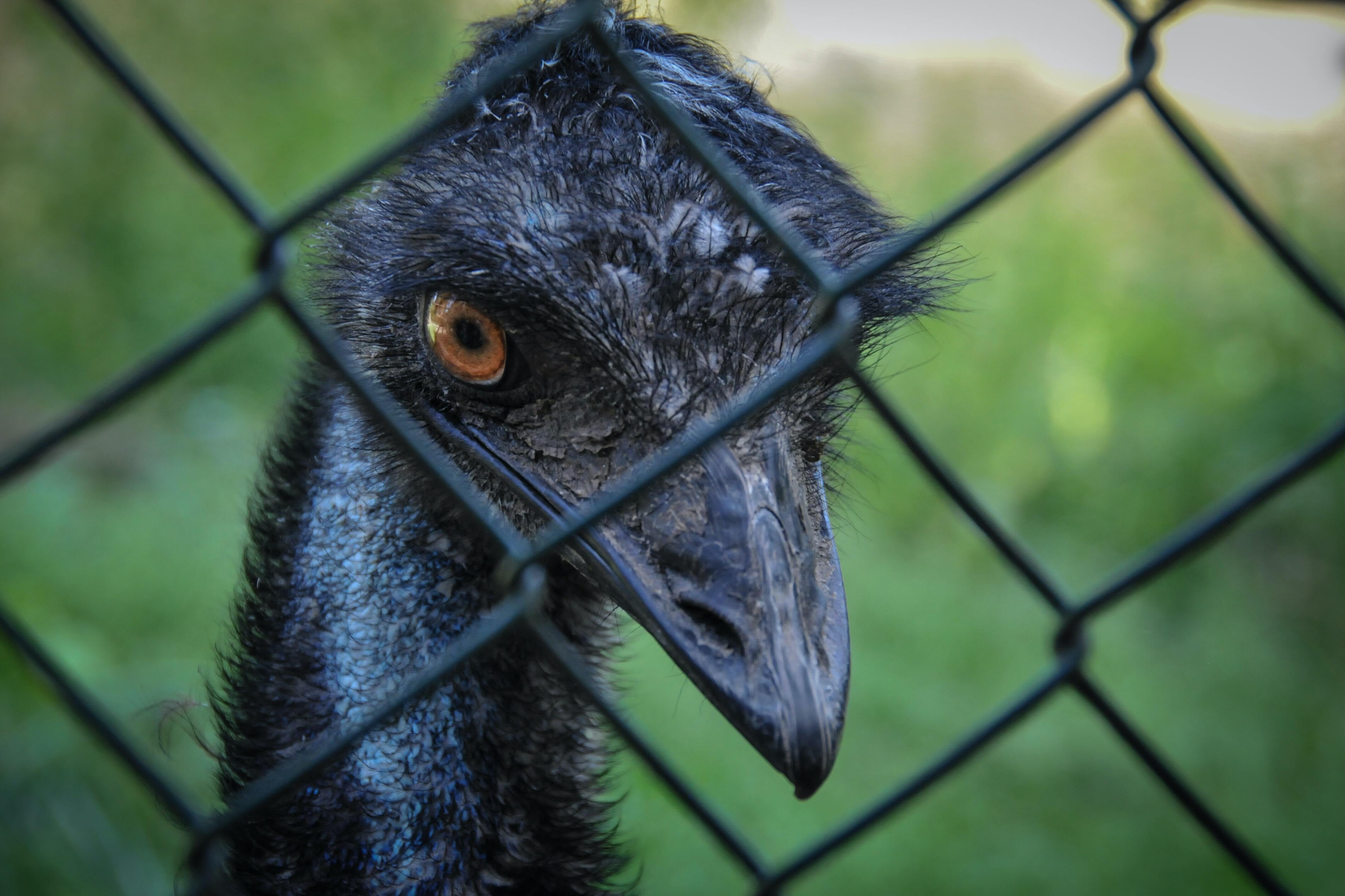 An emu behind a mesh
