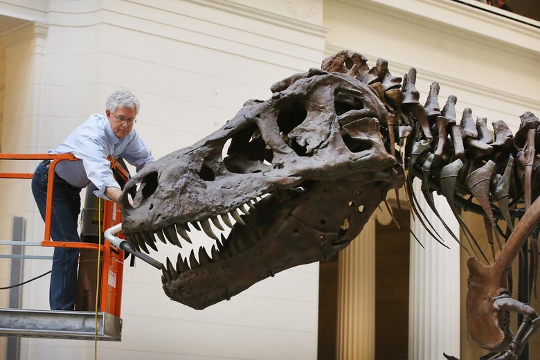  A geologist cleans Sue, a 67-million-year-old Tyrannosaurus Rex on display at the Field Museum in Chicago, Illinois.