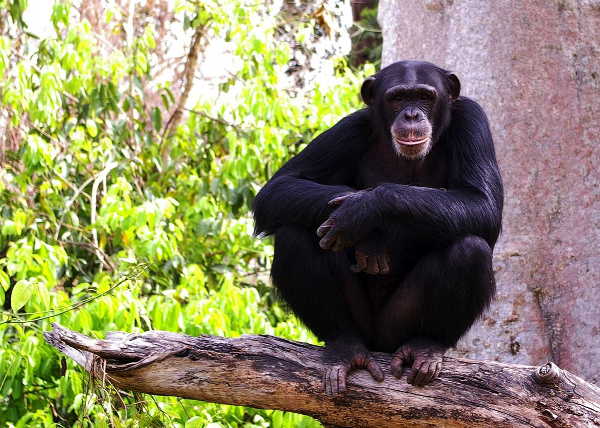 Chimpanzee in West Africa.