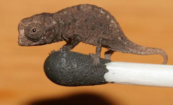 Brookesia micra.