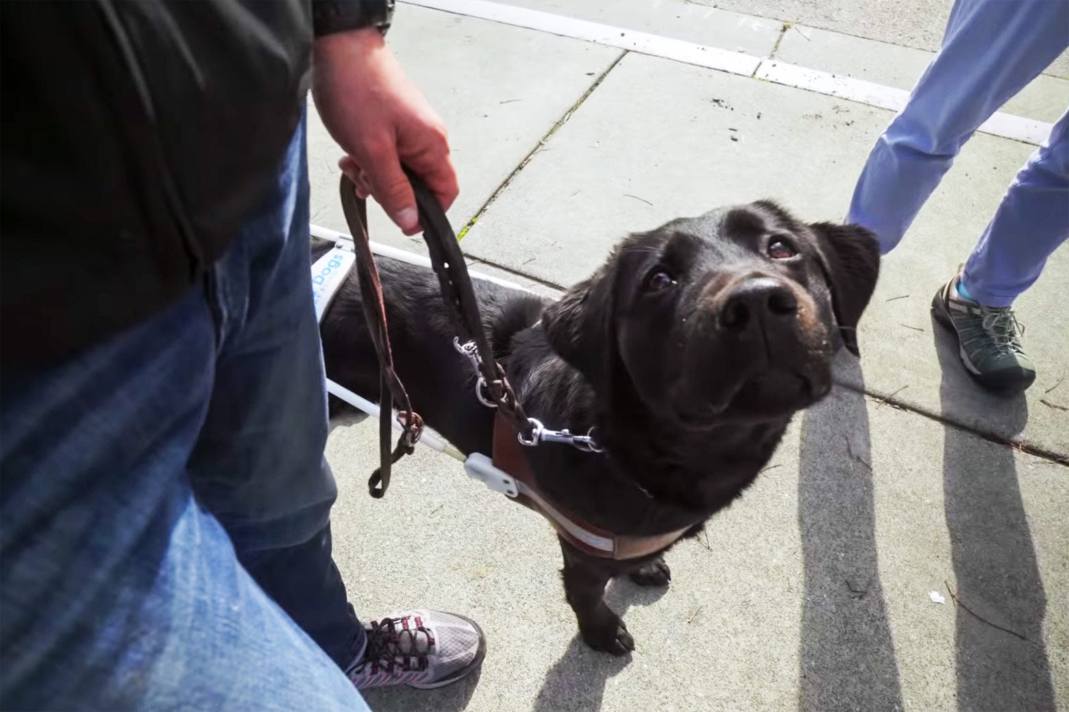 In a still from Pick of the Litter, a dog on a leash looks up.