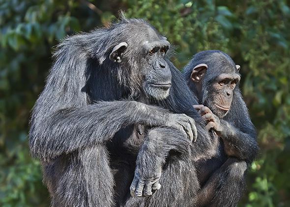 Portrait of female chimpanzee with a baby 