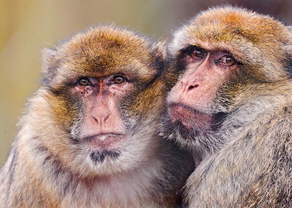 Two macaques warm each other.