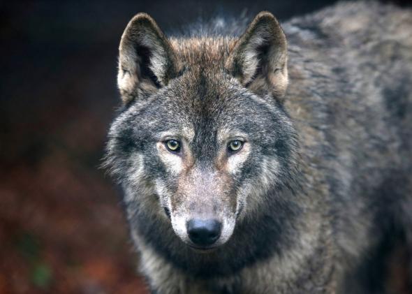 Meet the coywolf, New Jersey's apex predator 