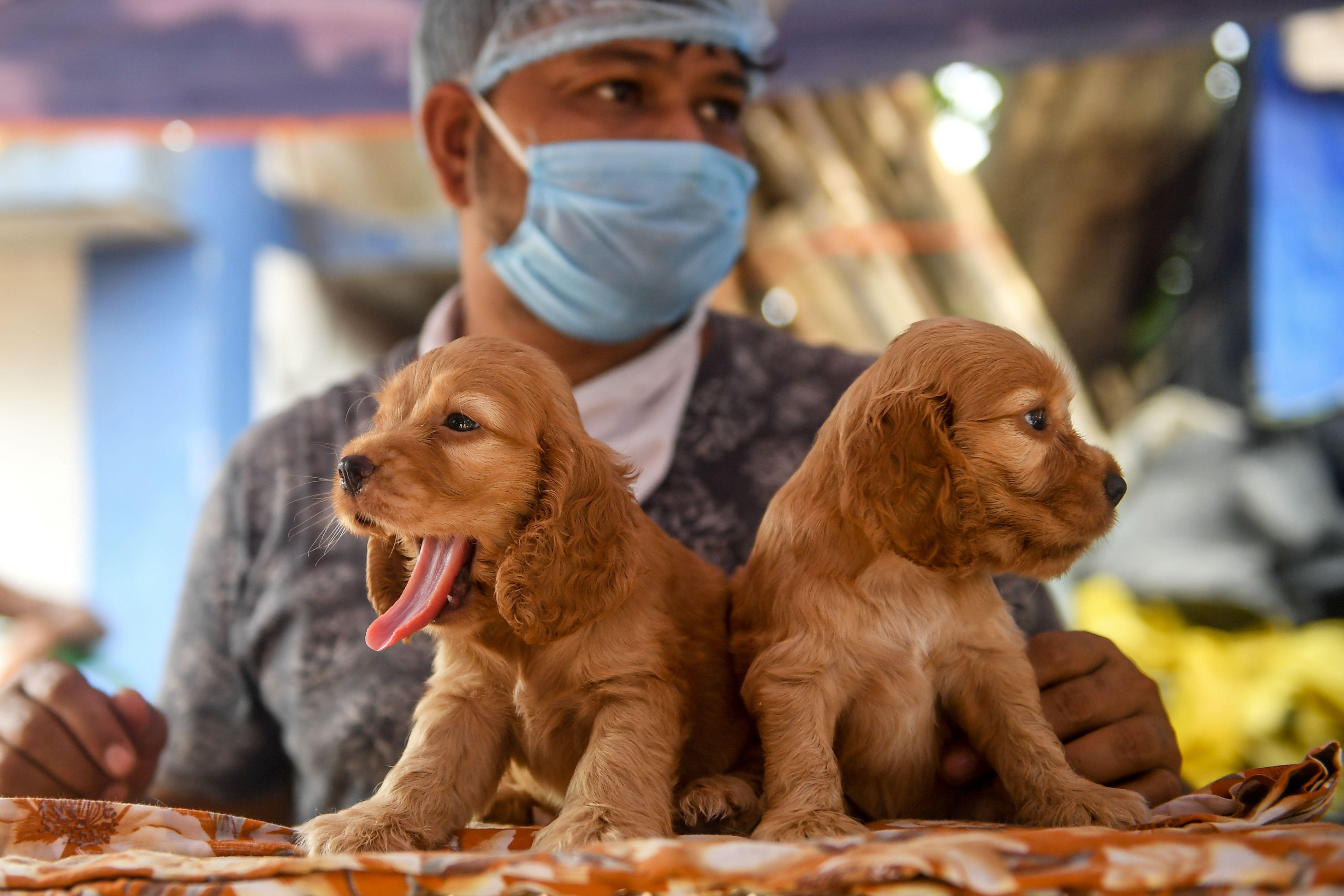 a man in a mask standing behind two puppies