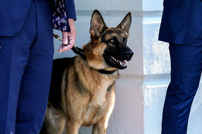 German Shepherd behavior Why is Joe Biden’s dog Commander biting so