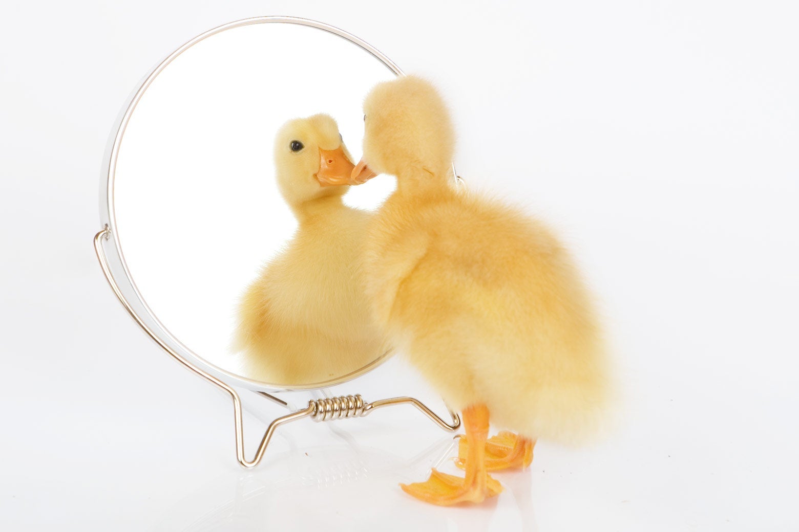 A duck looking at itself in a small mirror