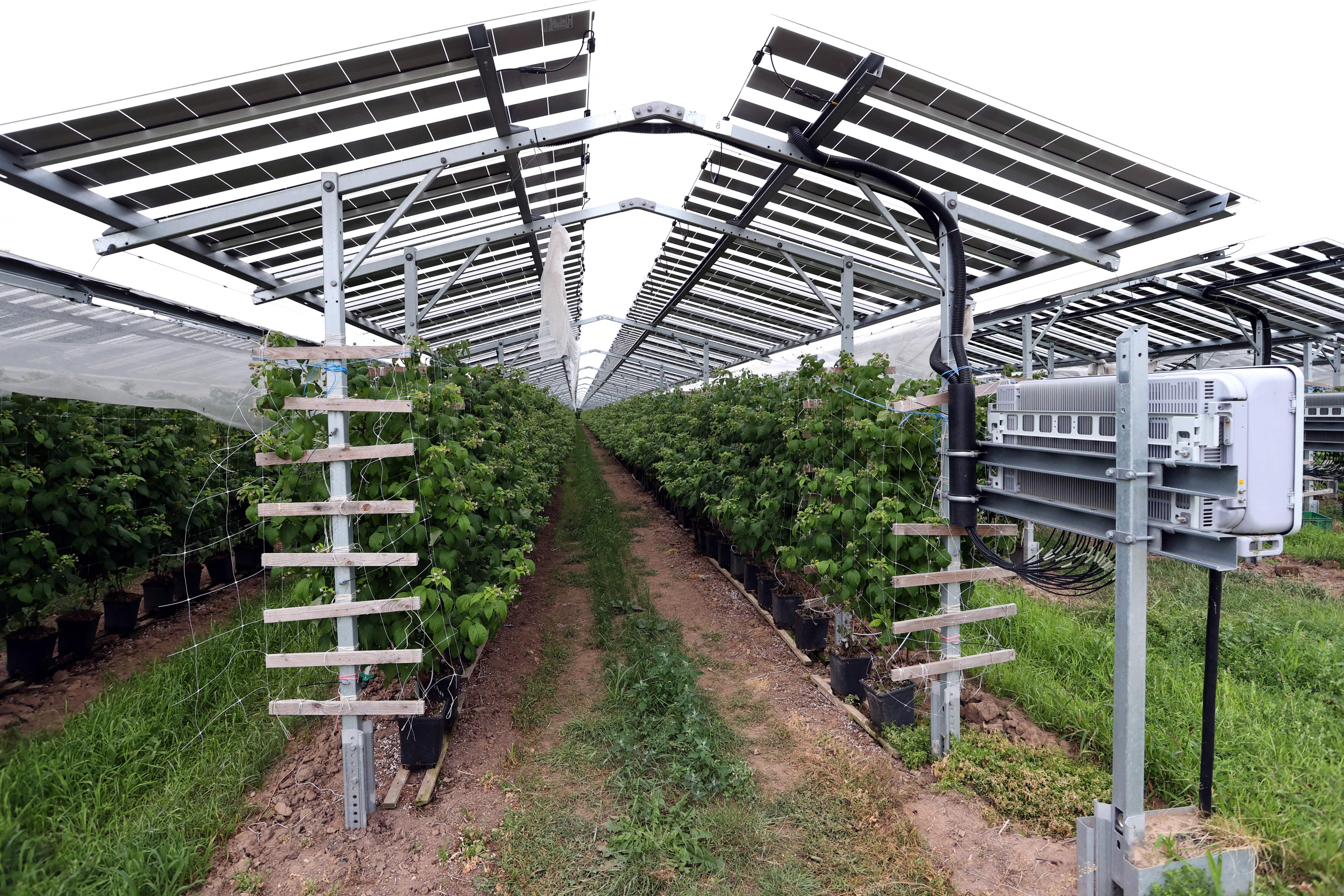 Solar panels cover rows of leafy crops.