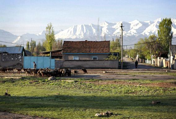 A man herds sheep in the outskirts of the Kyrgyz town of Tokmok April 20, 2013. Boston bombing suspect Dzhokhar Tsarnaev was born in the central Asian city.