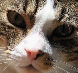 a rescued cat on Long Island, New York