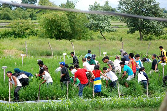 Crowd attacking golden rice field in the Phillipines.