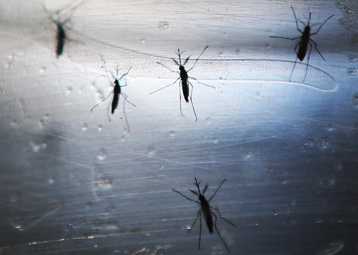 Aedes aegypti mosquitos are seen in a lab at the Fiocruz Institute on June 2, 2016 in Recife, Brazil. 