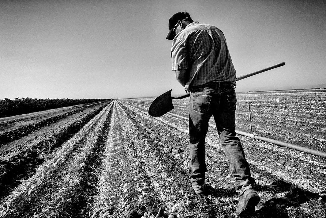 Eric Barlow walks his garlic field.