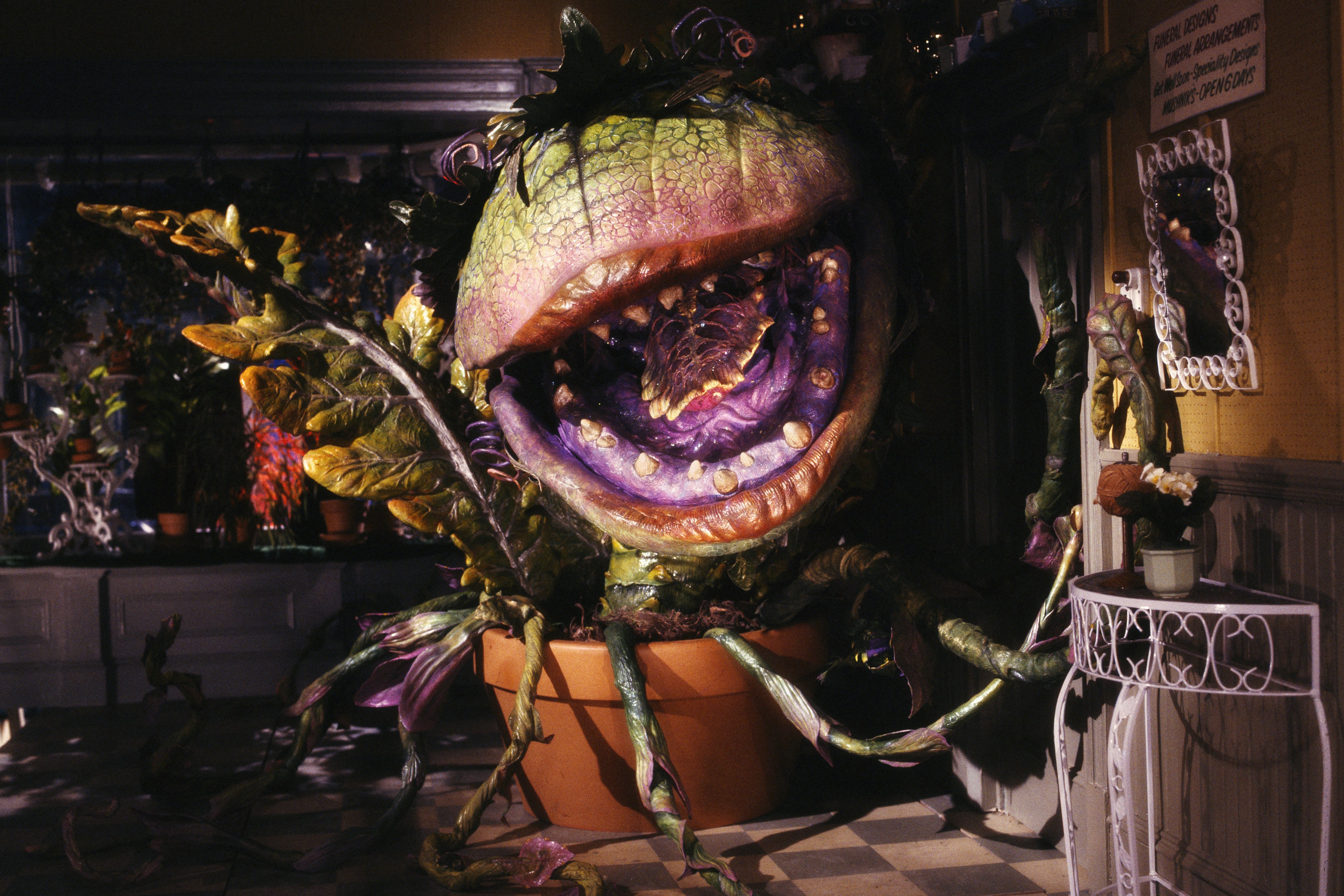 A gigantic carnivorous plant (akin to a large venus flytrap) towers in the corner of the room. 