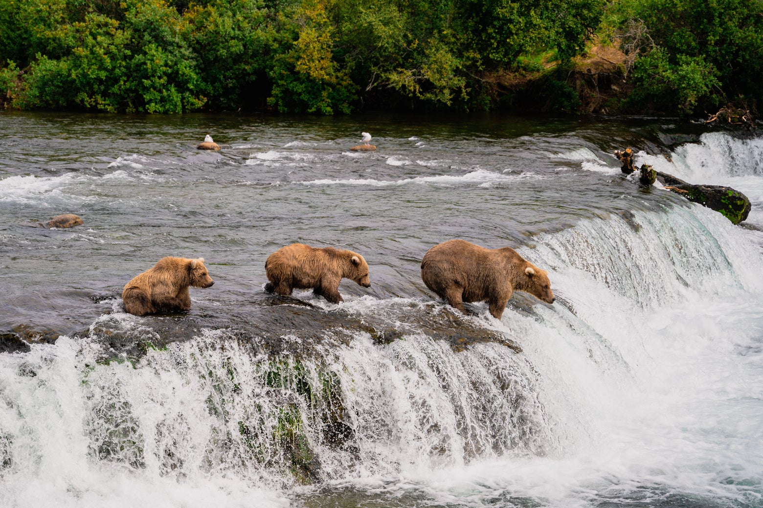How Fat Bear Week Will Recover From Voter Fraud How Fat Bear Week Will Recover From Voter Fraud