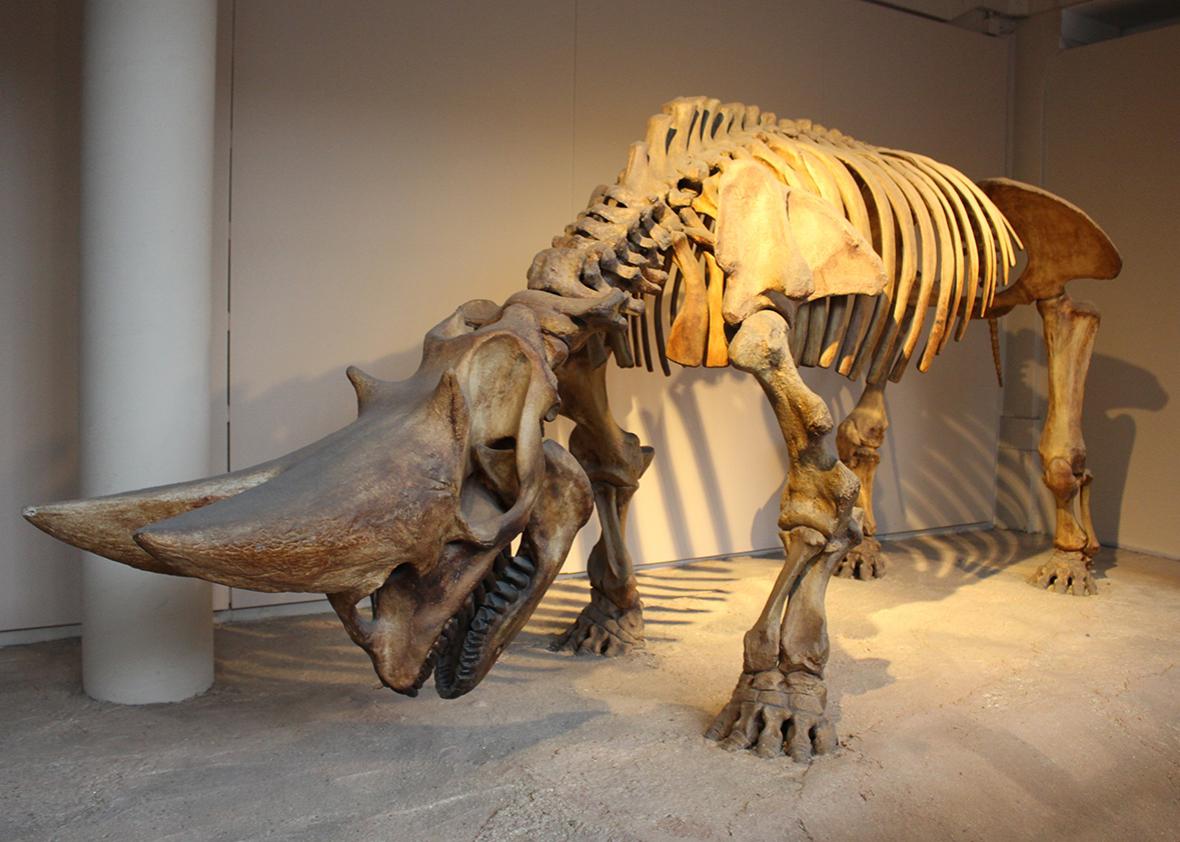 Arsinoitherium.