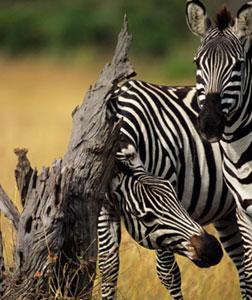 Can you keep a zebra as a pet? And other runaway-zebra questions.