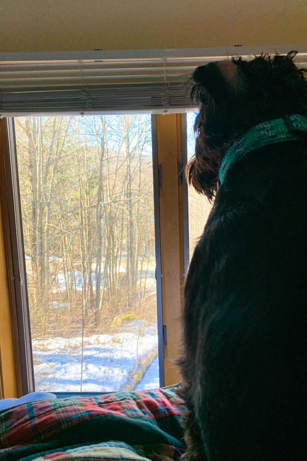A dog looking out the window at a forest.