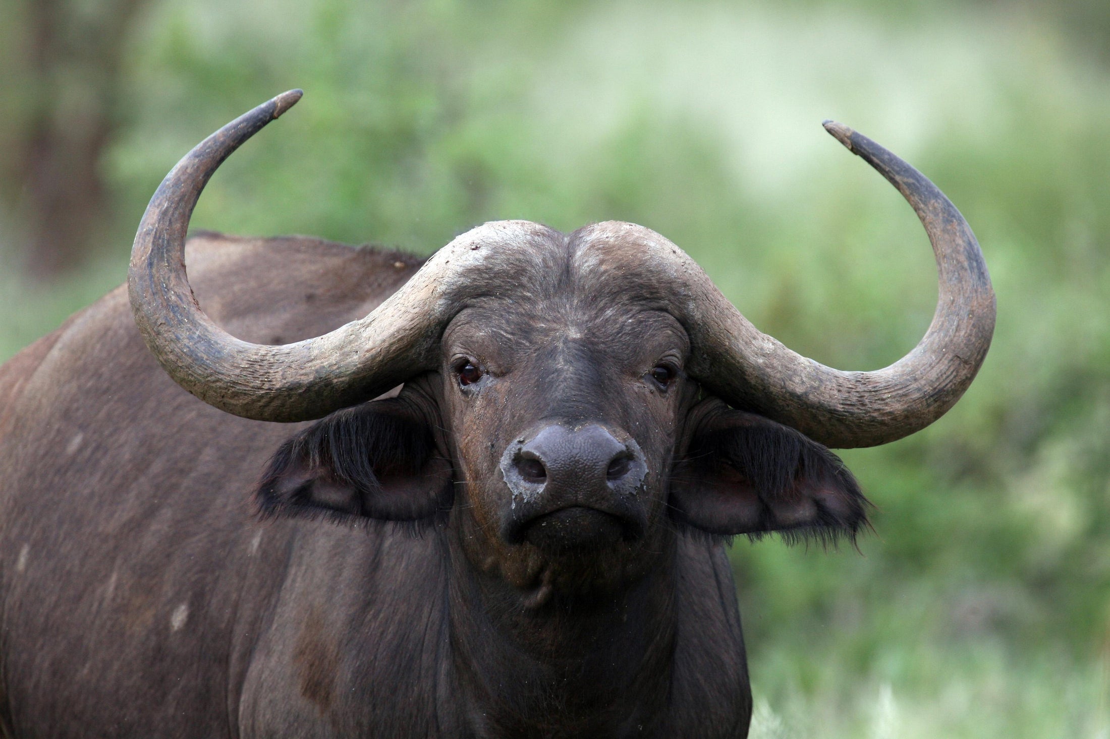 How Does One Stop a Charging Buffalo?