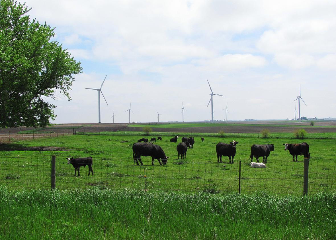 Cattle graze near wind turbines in Northwest Iowa.