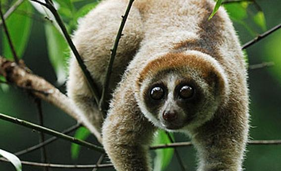 Slow loris.