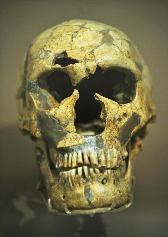 The skull of  the Homo Neanderthalensis known as La Ferrassie 1 from the La Ferrassie Rock Shelter, France.