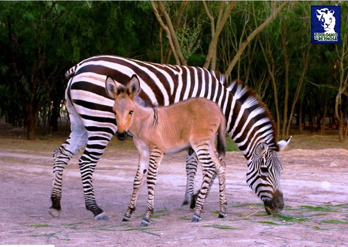 Zonkey: donkey zebra offspring.