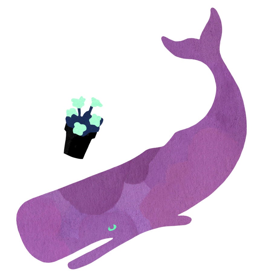 A flowerpot falling on a sperm whale