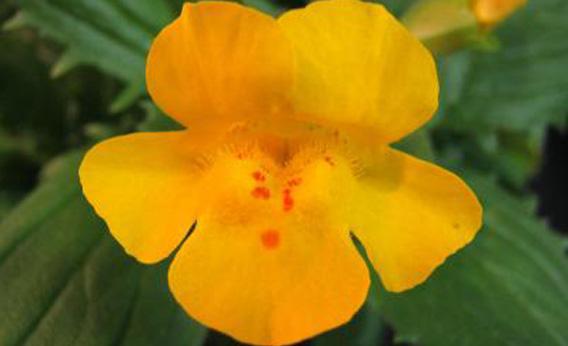 Mimulus peregrines.