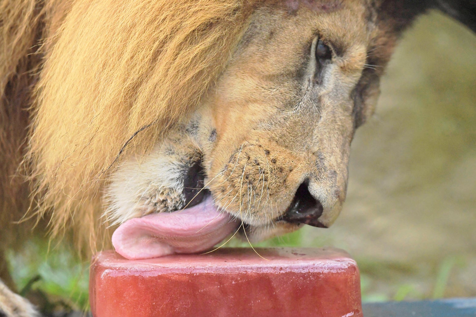 What it can be like to make enormous blood ice pops for large cats. What it can be like to make enormous blood ice pops for large cats.