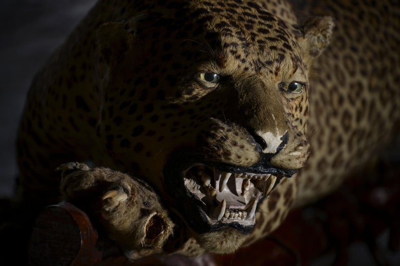 Now Streaming: Wild and Wise, the New Show With Jamilah Lemieux Now Streaming: Wild and Wise, the New Show With Jamilah Lemieux