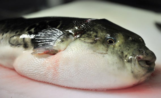 Pufferfish